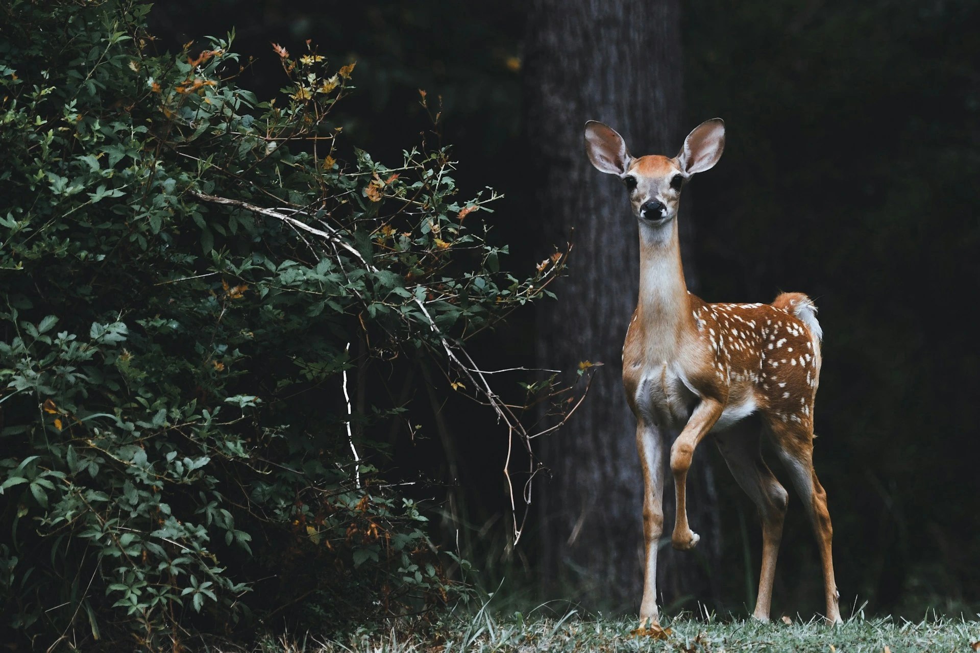 Google lansează SpeciesNet, o IA open-source pentru identificarea faunei sălbatice